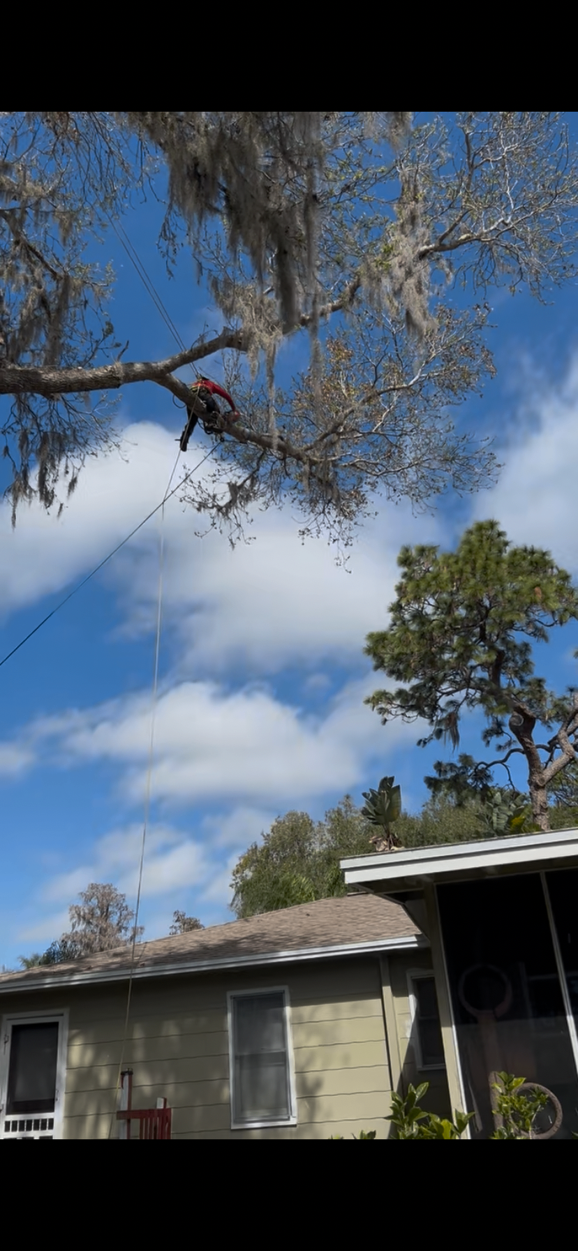 Tree Trimming by Holleywood Tree Services near Gull-Aire in Oldsmar, FL