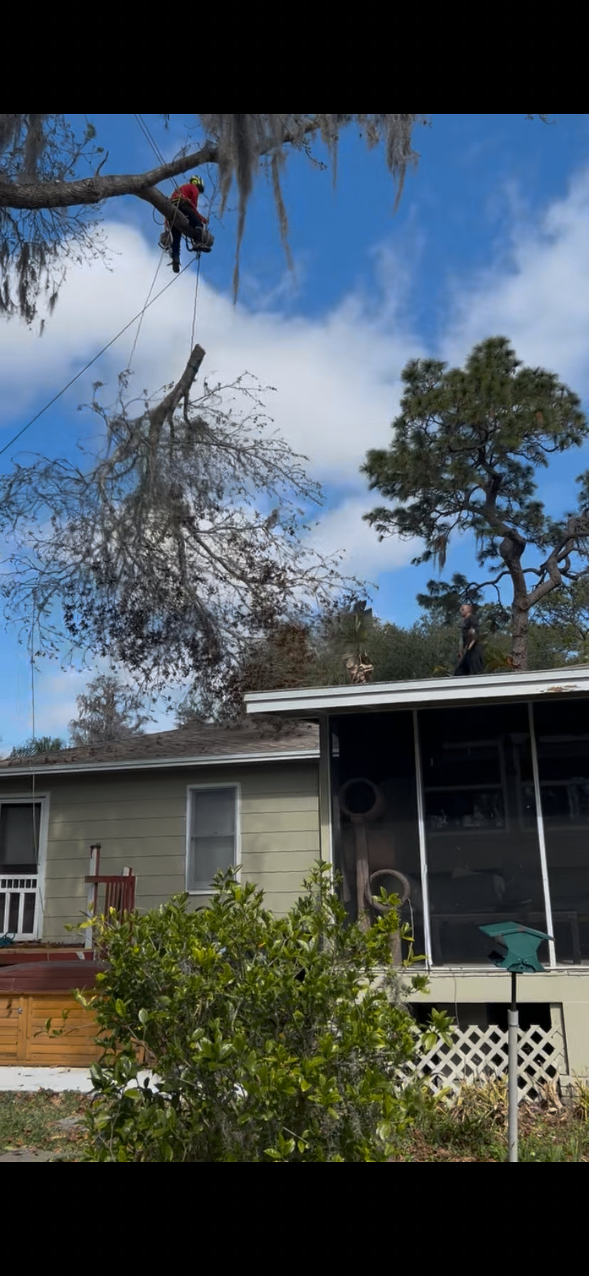 Tree Trimming by Holleywood Tree Services near Ashley Lakes in Odessa, FL