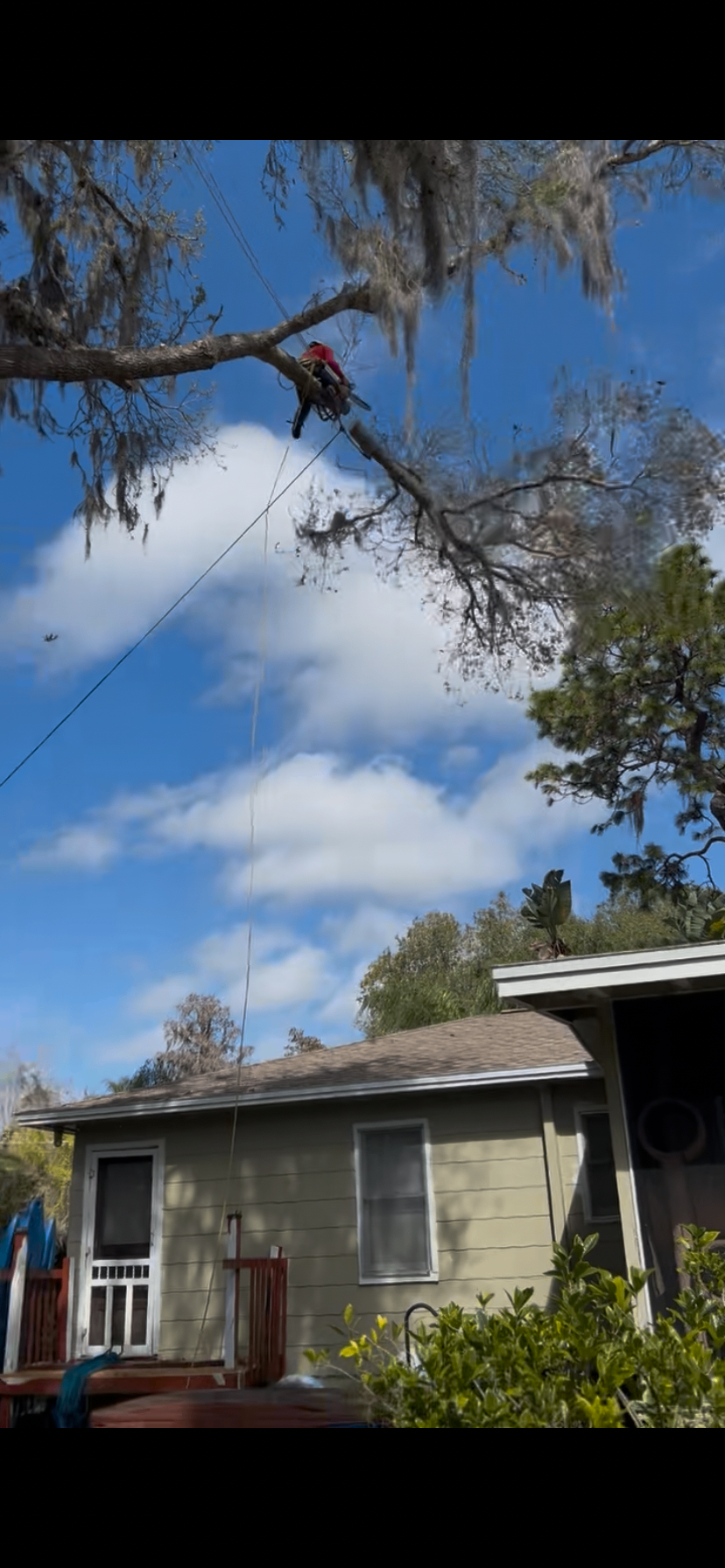 Tree Trimming by Holleywood Tree Services near Hernando Oaks in Brooksville, FL