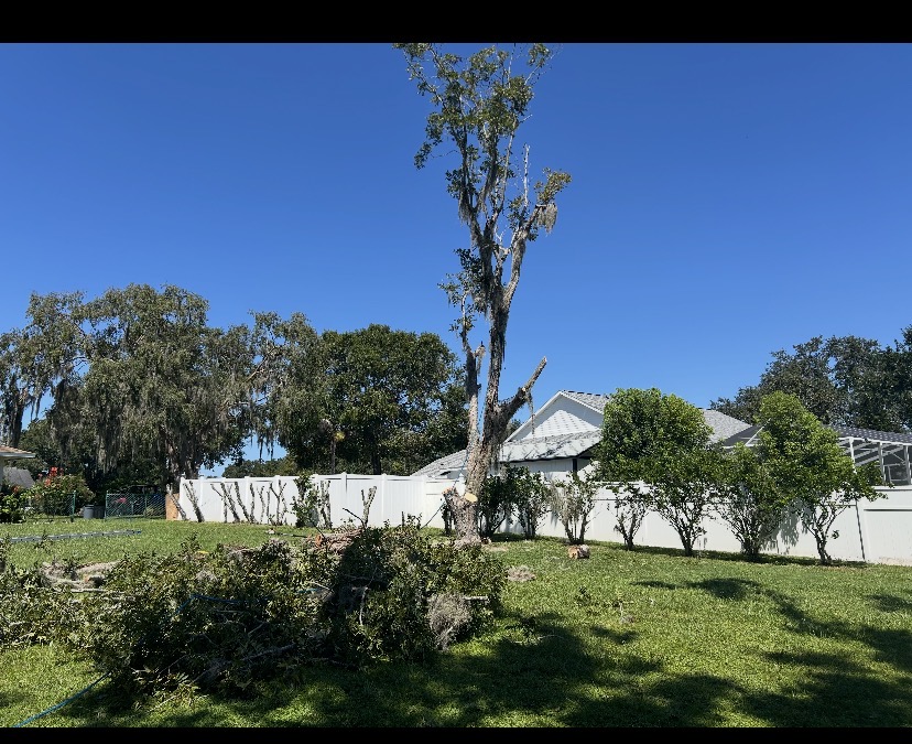 Tree Removal by Holleywood Tree Services near Southern Hills in Brooksville, FL