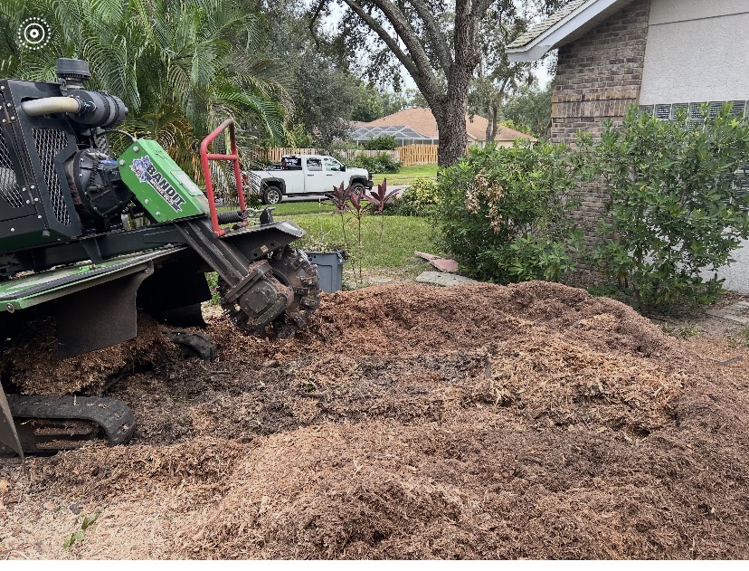 Stump Grinding by Holleywood Tree Services near Historic Downtown in Brooksville, FL