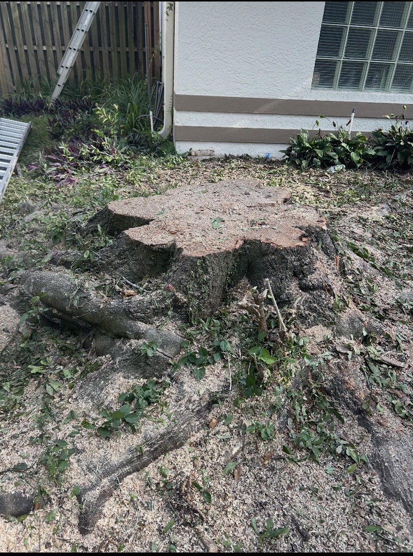 Stump Grinding by Holleywood Tree Services near Cypress Lakes in Oldsmar, FL